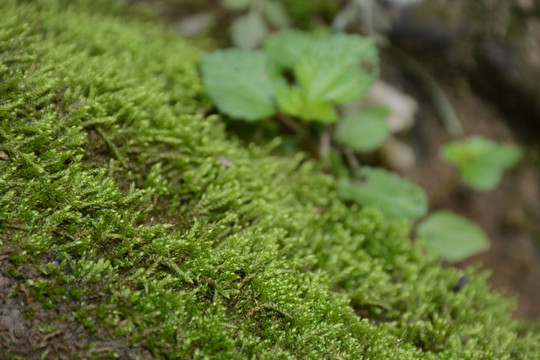 苔藓