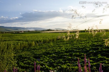 田野