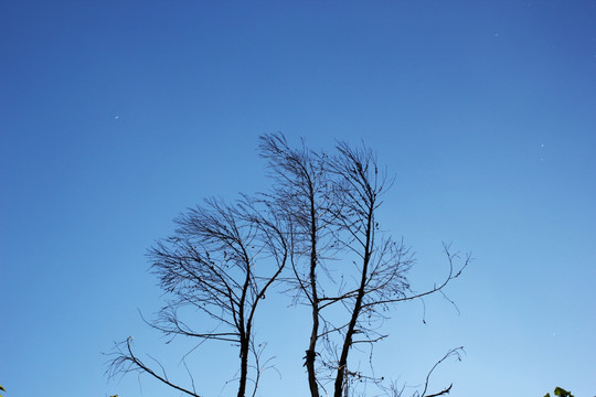 枯树蓝天