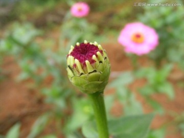 百日菊花蕾