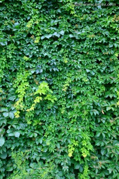 绿墙