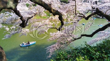 日本樱花