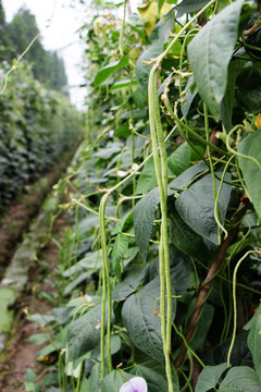 豇豆种植基地