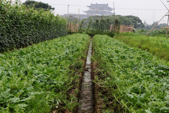 西瓜种植基地