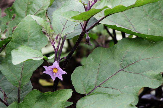 紫色茄子花