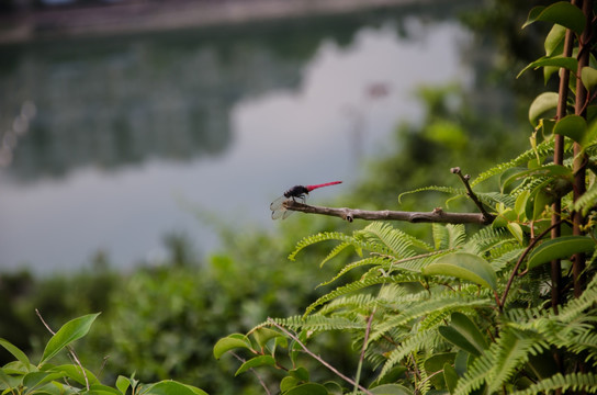 蜻蜓