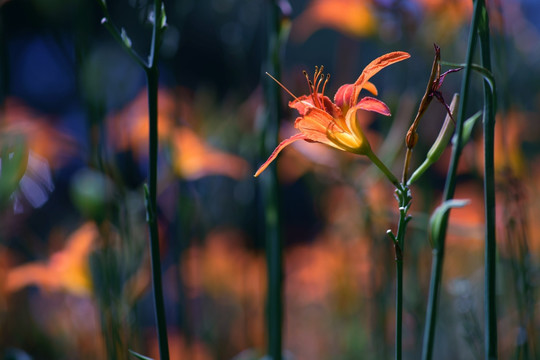 萱草花