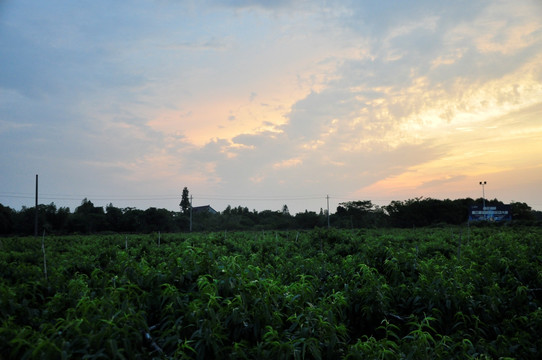 田野与天空