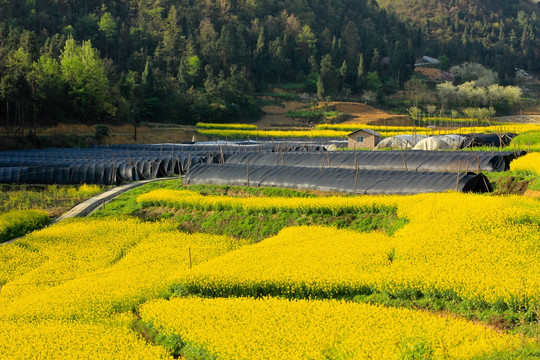 叙永县麻城乡新农村苗圃油菜花