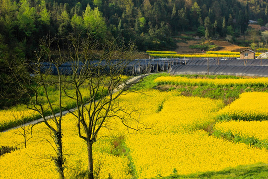 叙永县麻城乡新农村苗圃油菜花