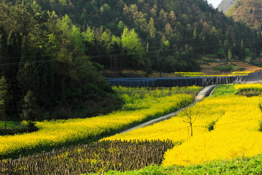 叙永县麻城乡新农村苗圃油菜花