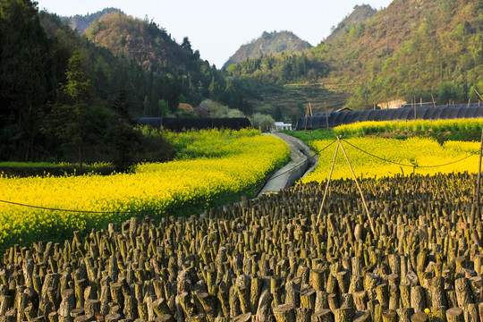 叙永县麻城乡新农村苗圃油菜花