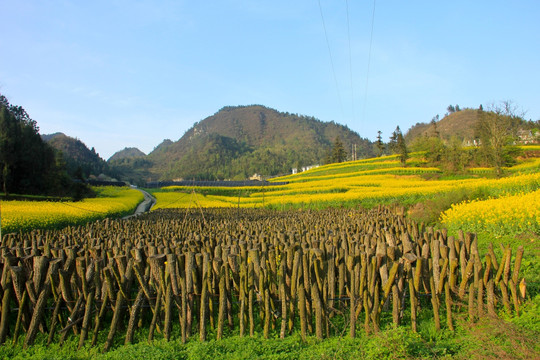 叙永县麻城乡新农村苗圃油菜花