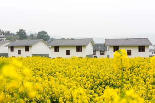 叙永落卜草坝新村民居油菜花