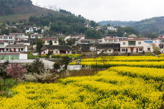 叙永落卜硐坪村农舍民居油菜花