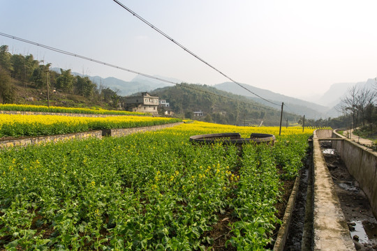 叙永落卜硐坪村坡改梯油菜花