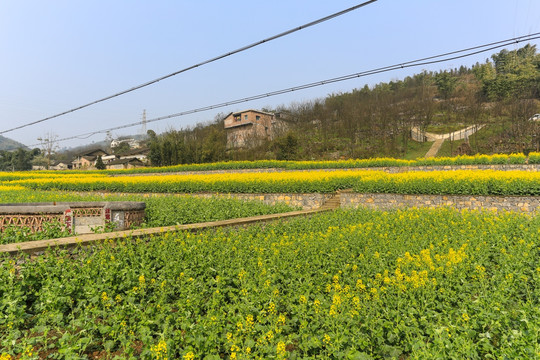 叙永落卜硐坪村坡改梯油菜花