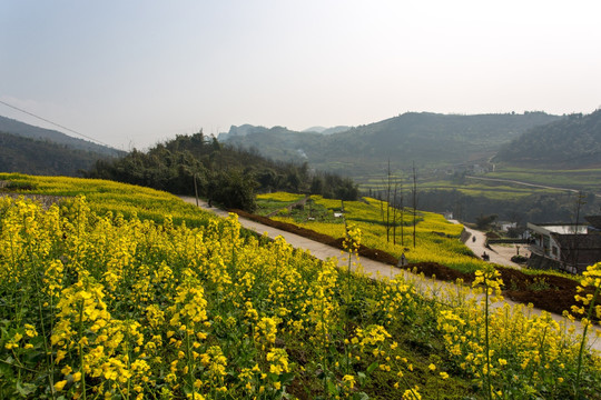 叙永落卜硐坪村坡改梯油菜花