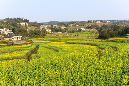 叙永落卜草坝村油菜花田园风光