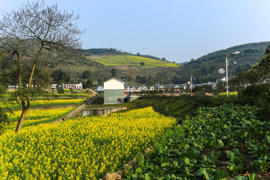 叙永落卜草坝新村民房油菜花