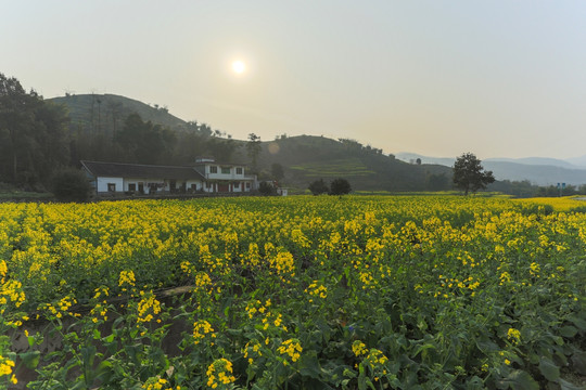 叙永落卜草坝村农舍民居油菜花