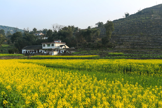 叙永落卜草坝村农舍民居油菜花