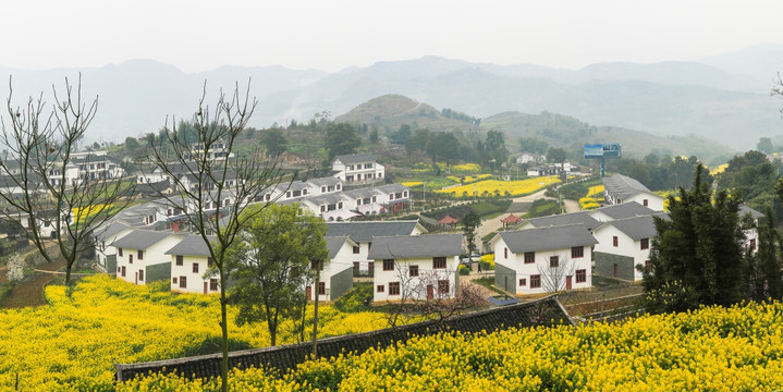 叙永落卜草坝新村油菜花接片大图