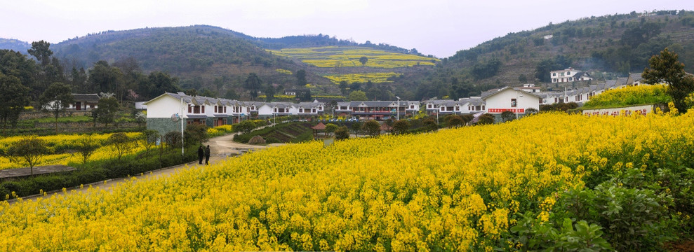 叙永落卜草坝新村油菜花接片大图