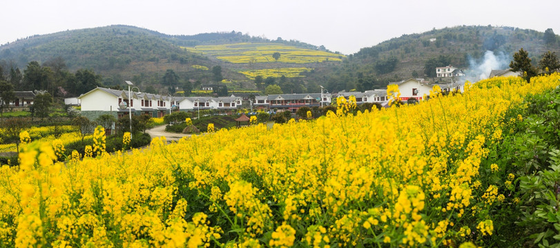 叙永落卜草坝新村油菜花接片大图