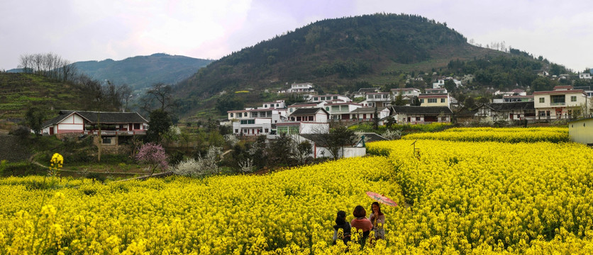 叙永县落卜镇硐坪油菜花接片大图