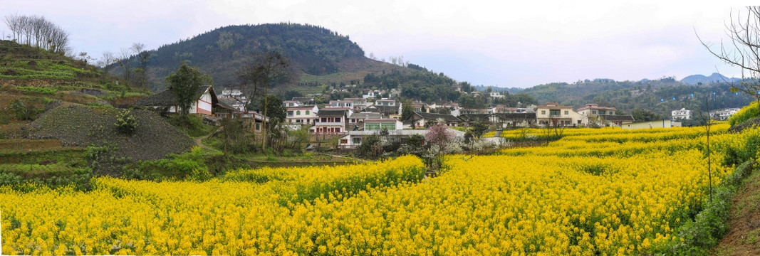 叙永县落卜镇硐坪油菜花接片大图