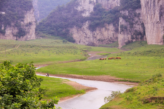 叙永震东西湖山绝壁草地放牧牛群