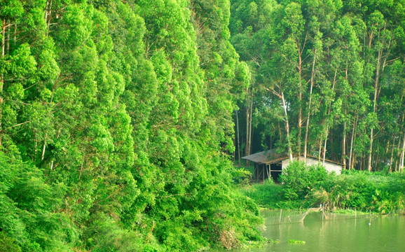 小树林中简陋小屋