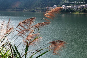 湖边芦苇