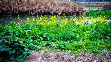 河边油菜花