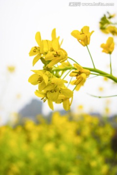 油菜花特写