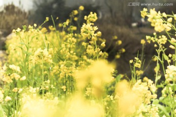 金黄色的油菜花