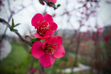 海棠花