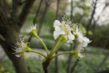 白色野花