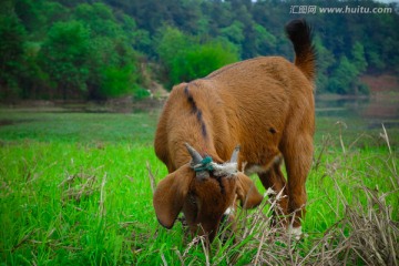 吃草的小山羊