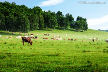 草原牧场