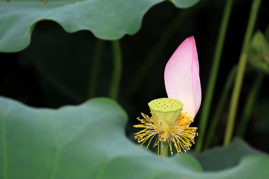 荷花荷叶