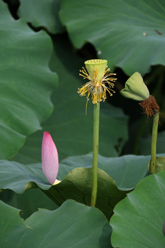 莲蓬 花瓣