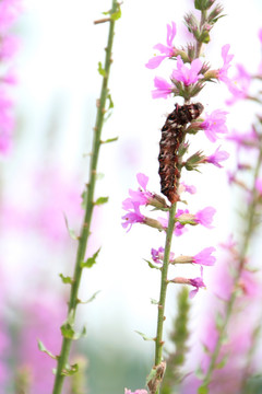 毛毛虫 花卉