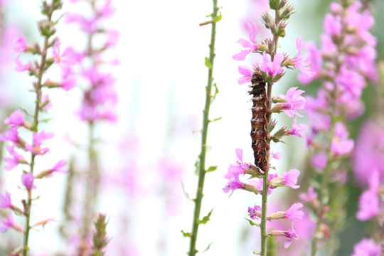 毛毛虫 花卉