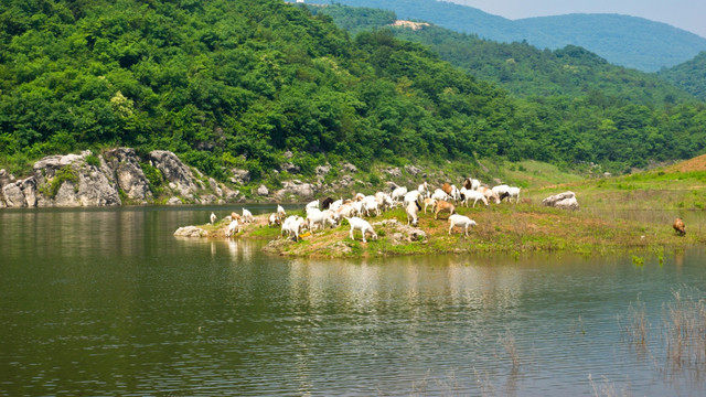 高山湖边的羊群