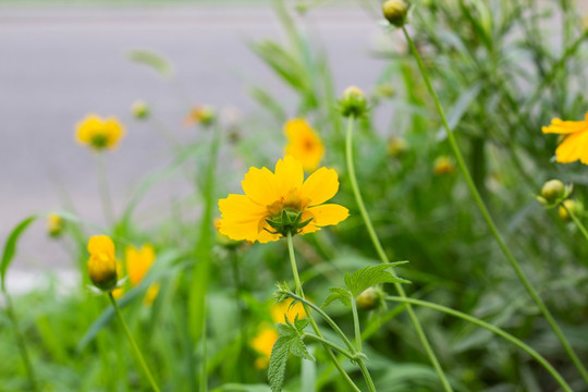 金鸡菊