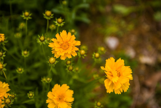 黄花