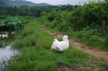 白色鸭子