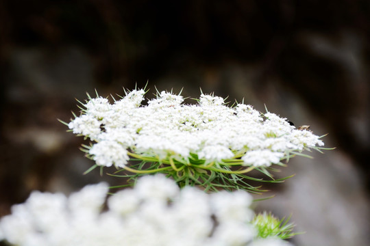 紅蘿卜花